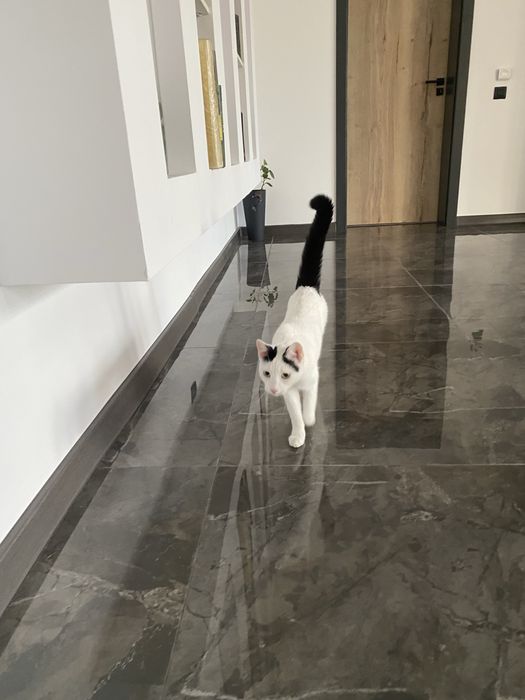 Ofer spre adoptie trei pisici