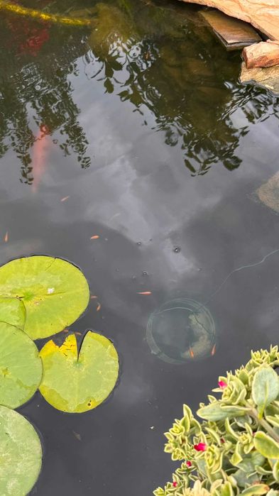Donez Pesti Koi