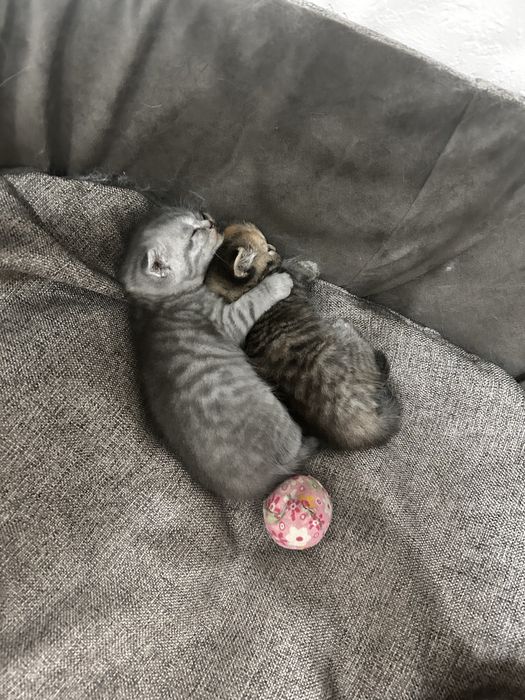 Котята в добрые руки бесплатно!!