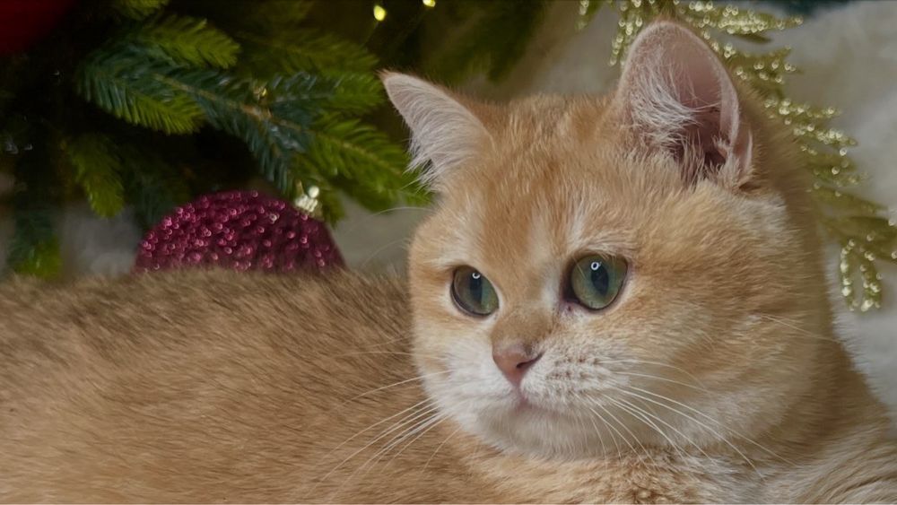 Зрлотая шиншилла