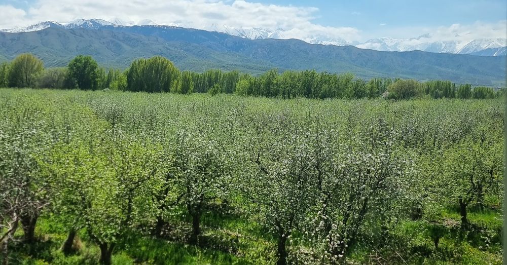 Яблоневый сад...