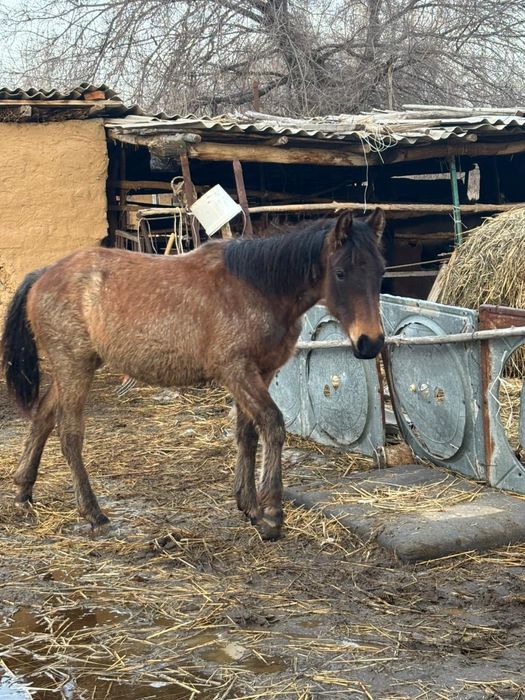 Тай байтал Тай байтал