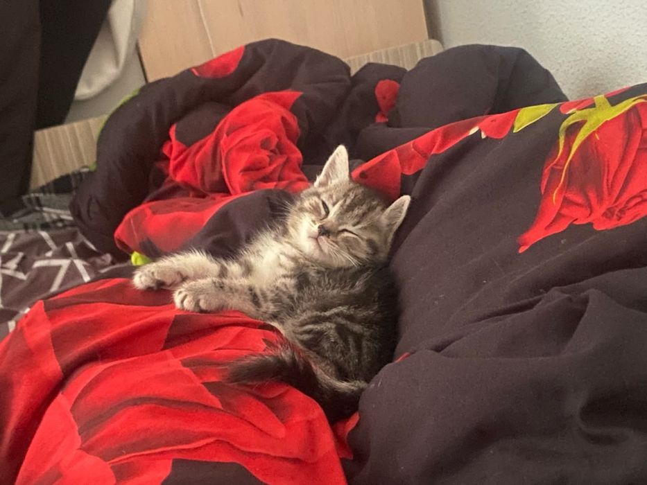Отдам в хорошие руки котика