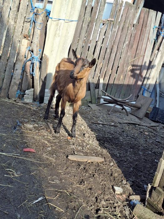 Schimb cu tap murcian sau alpin