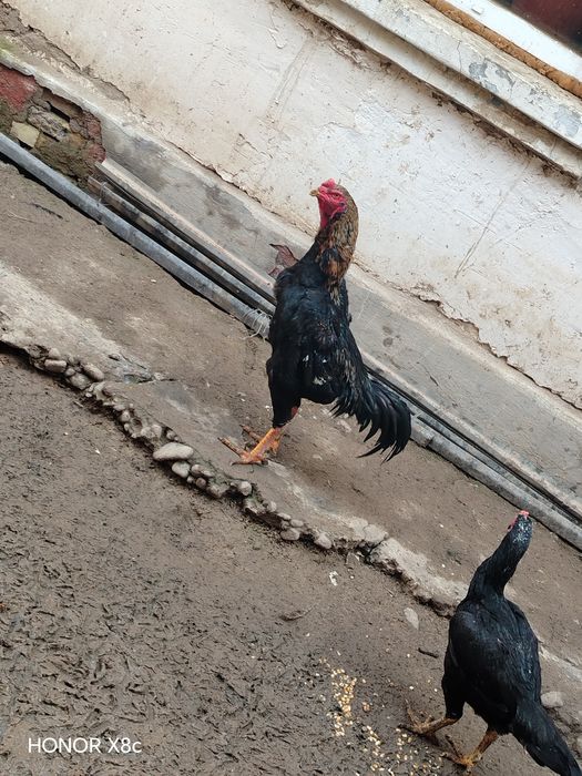 Сотилади дакан хороз