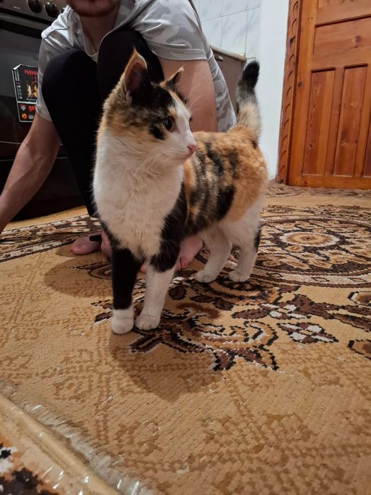 Отдам кошку девочку