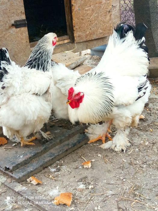 Ouă pentru incubat!