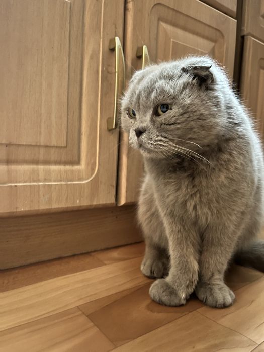 Вислоухоя Шотландская кошка