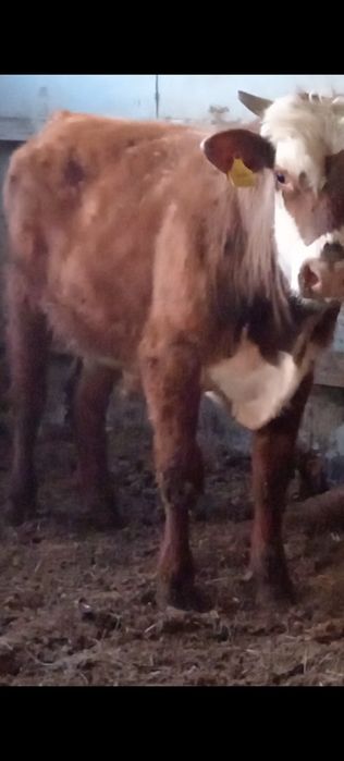 Продам бычка возраст больше года