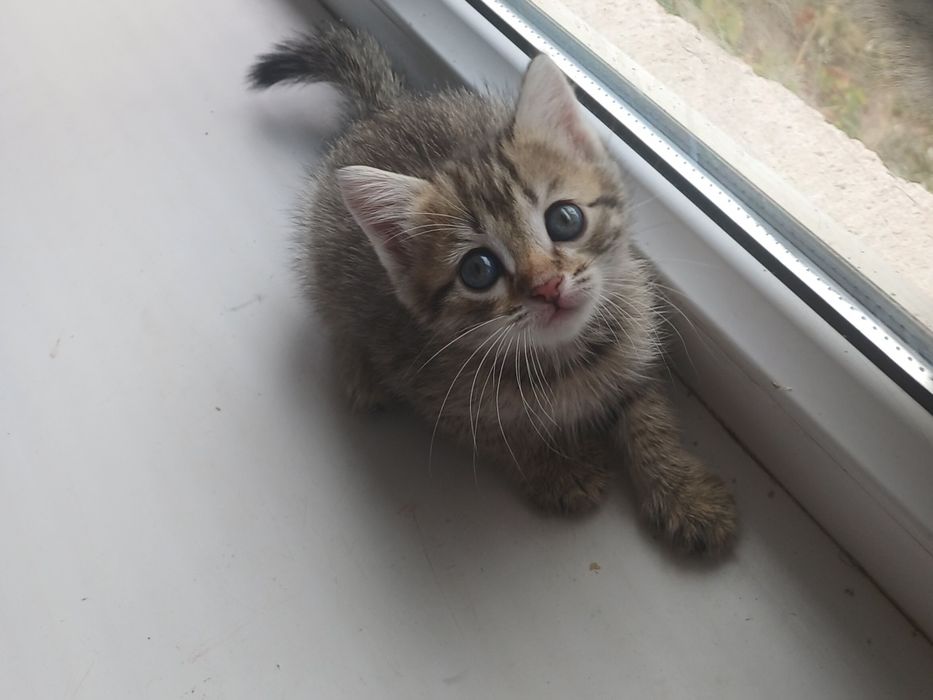Отдам котят в хорошие руки