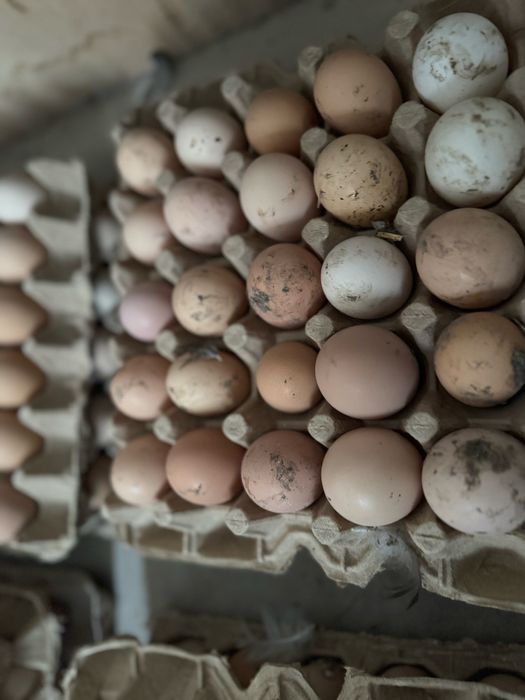 Uy tuxumlari. Istemol va Inkubator uchun mos, sifatli tuxumlar