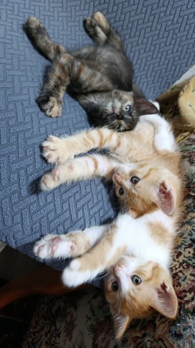 Отдам котенка в добрые руки