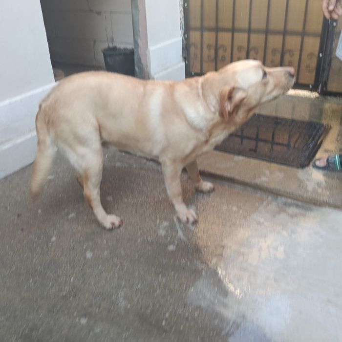 Donez  caine Labrador