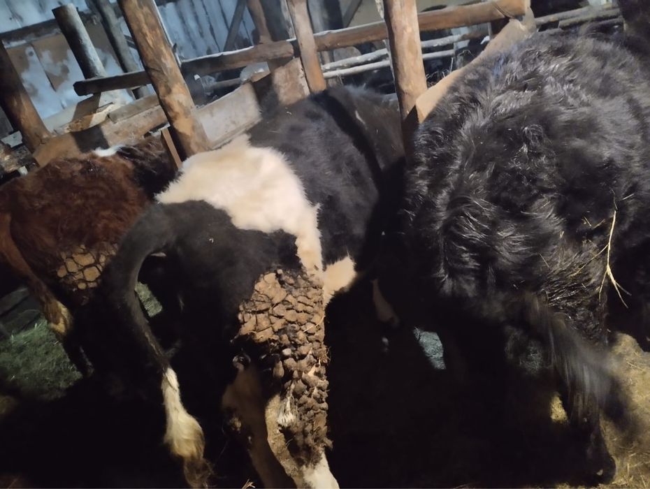 Продам крс с откорма