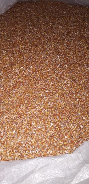 Porumb boabe de vânzare