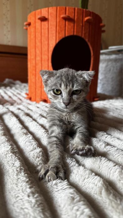 Котенок девочка 2 месяца вислоухая