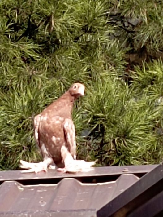 Продам голубя пискун