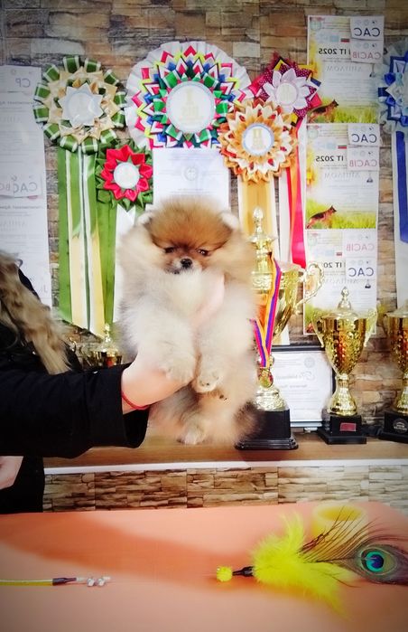 Щенки померанского шпица