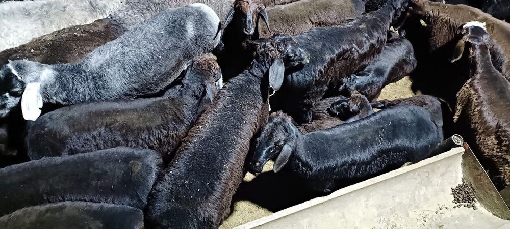 Семиз кой токты тусак кошкар