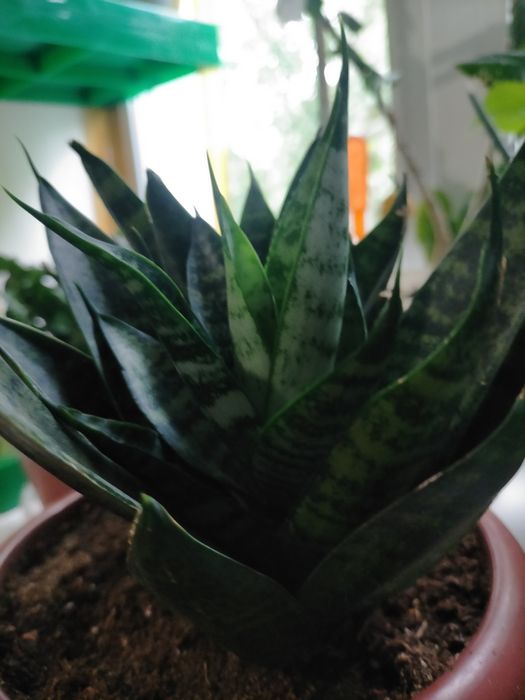 Сансивиерия Звезда Минг