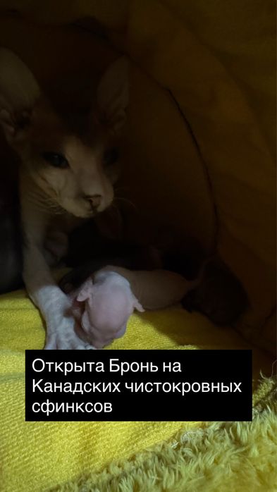Бронь чистокровных канадских сфинсков