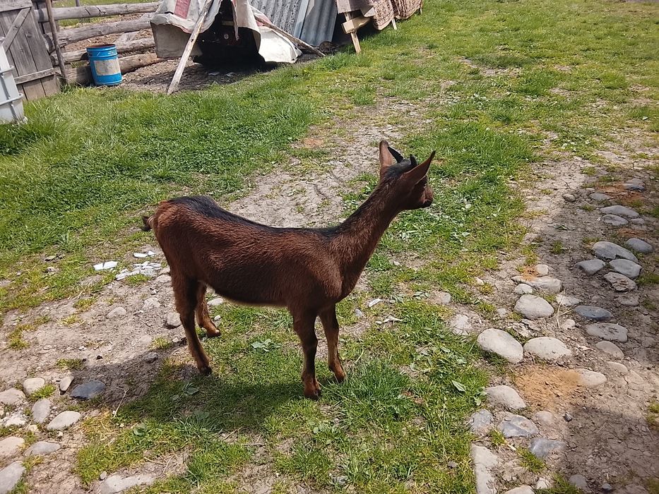 Vând capră la prima fătare și două ieduțe de 4 luni