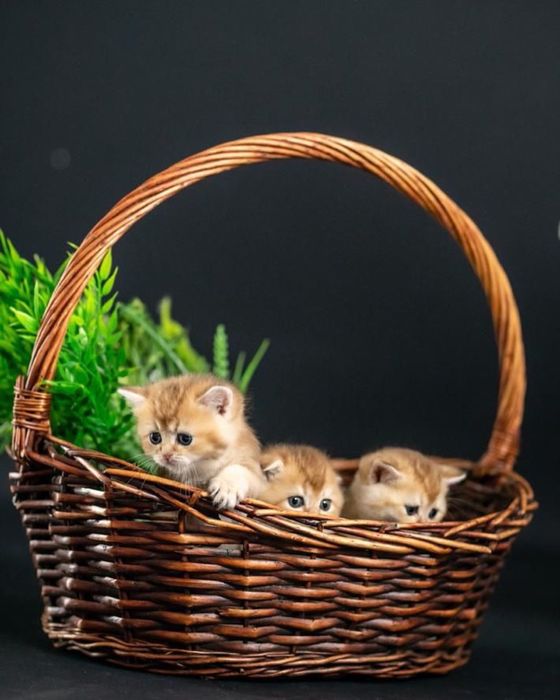 Кукляши шиншилятки