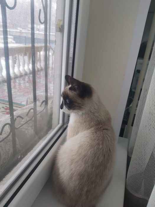 Продам двух кошек