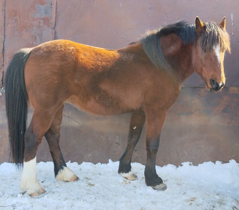 Владимировский полутяж продам Айгыра