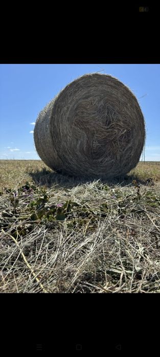 Продам сено в рулонах