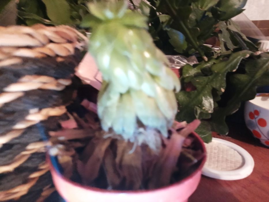 Цветок Кактус-сакулент