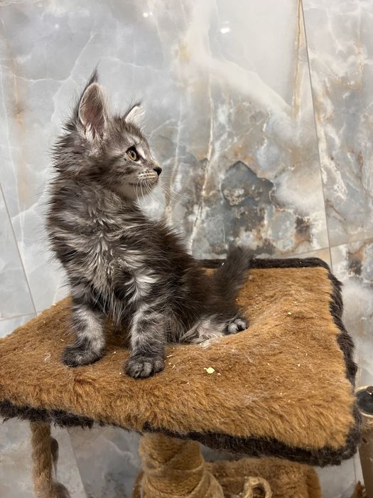 Котята мейн кун полидакты