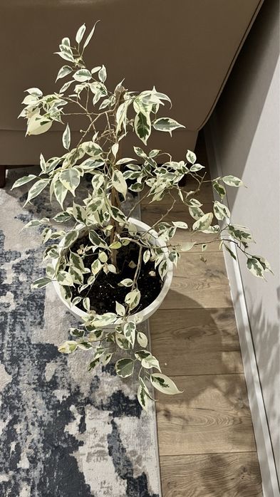 Фикус комнатные растения