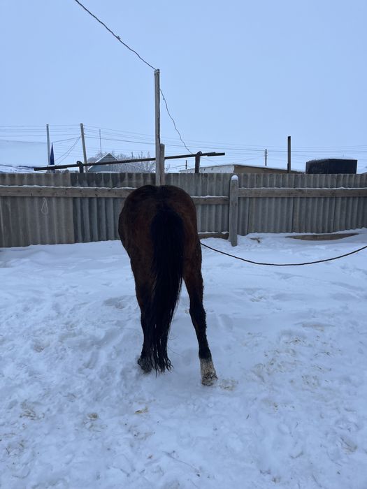 Міңгі айғыр сатылады