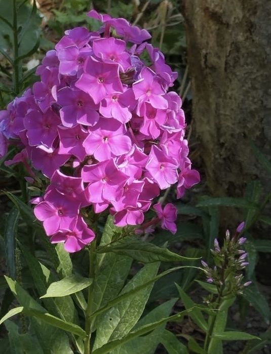 Флоксы Королевские