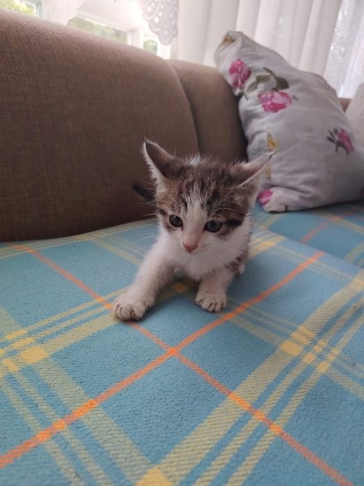 Котята 2-3 месяца