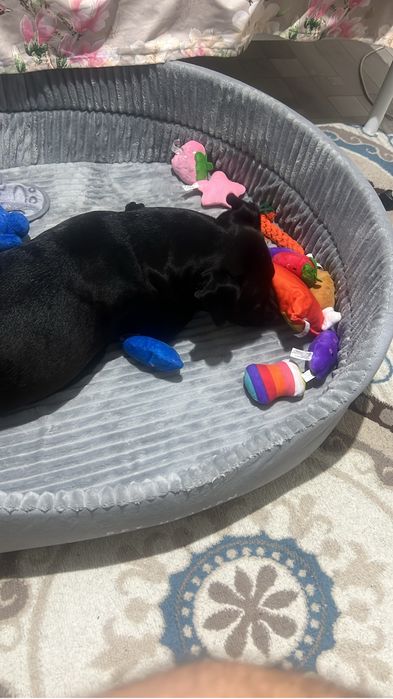 Американский питбуль-терьер