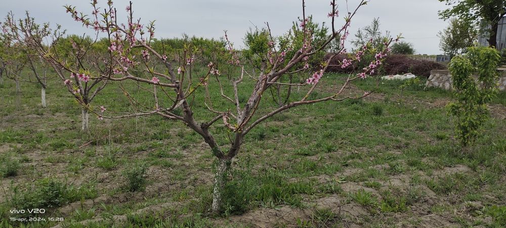 Mevali daraxtlarga shakl berish xizmati