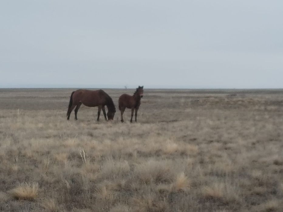Жылқы (бие, жабағылар) сатамын