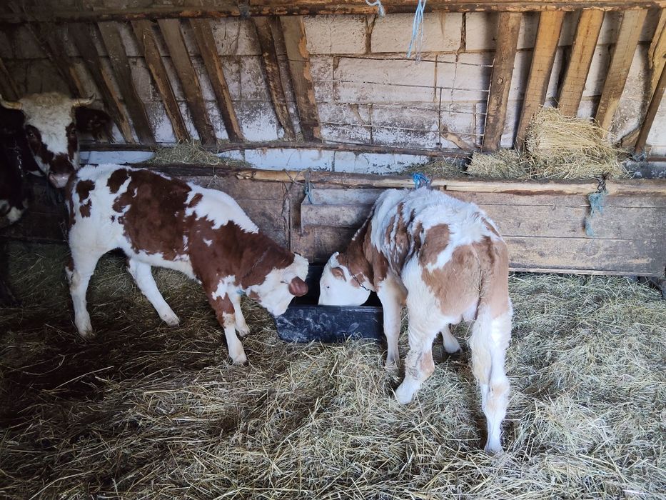 Vând viței  un mascul și-o femelă 150kg buc siun  vițel de 3 zile