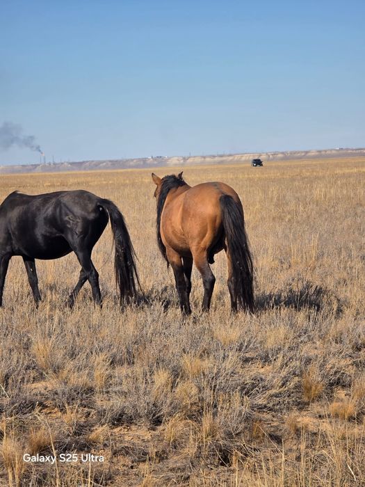 Құла айғыр сатылады.