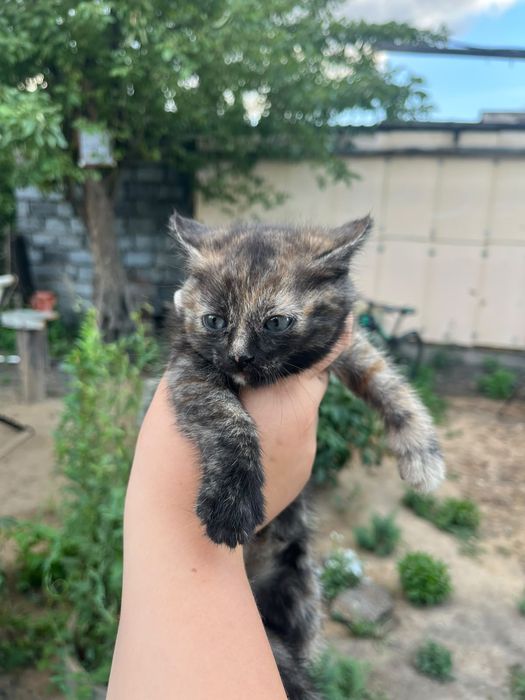 Подарю  котеночка