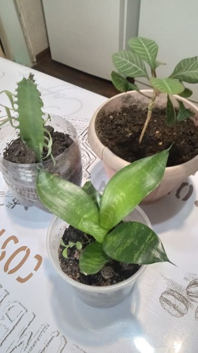 Продам домашние цветы