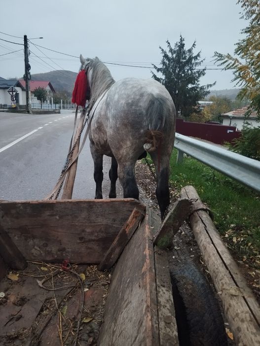 Armăsar de vânzare are 6 ani