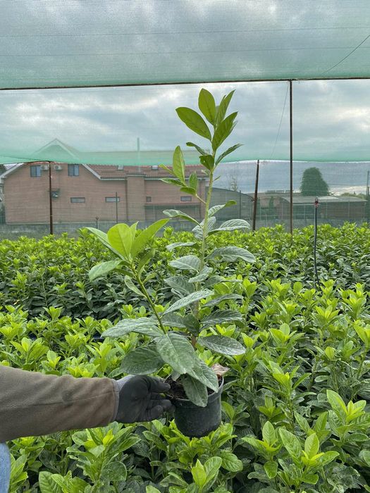 Gard Viu Laur Englezesc Prunus Laurocerasus Photinia Red Robin Leyland