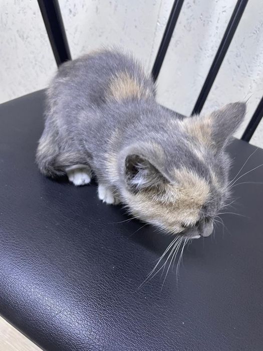 Котёнок красивый