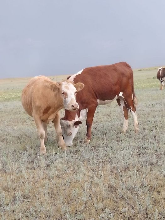 Продам телочку.  ..срочно