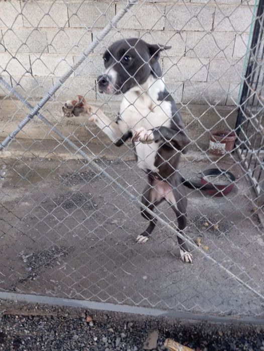 Породистая собака