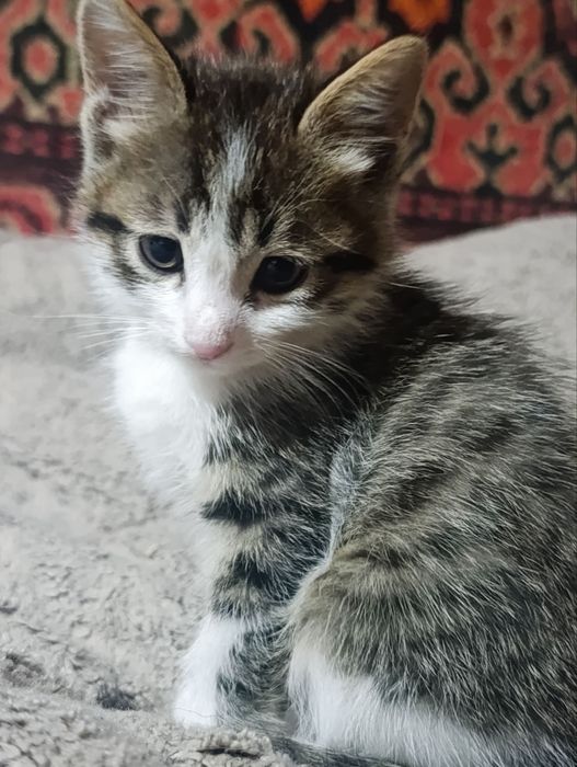 Отдаются котята, две девочки и один мальчик