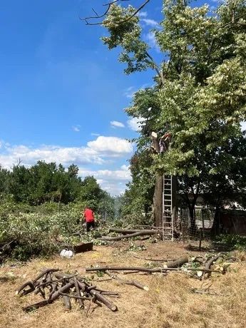 Plantare, altoire, servicii de taiere, fasonare si toaletare pomi